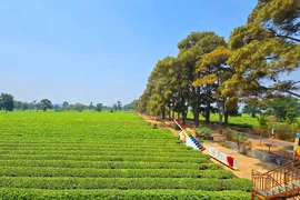 Gia Lai: Giữ lại hơn 62 ha chè cổ thụ tại Biển Hồ