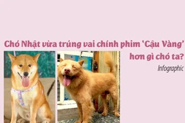 Chó Nhật vừa trúng vai chính phim Cậu Vàng hơn gì chó ta?
