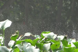 TP.HCM: Muỗi đầy rạch Lăng, dân khốn đốn