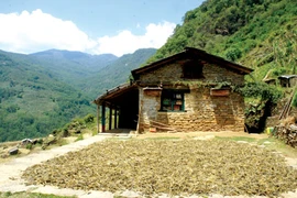 Say nhà