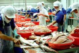 Cá tra lại gặp “hạn” vì luật mới của Mỹ