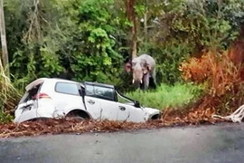 Xe ô tô va chạm với voi gây chết người 