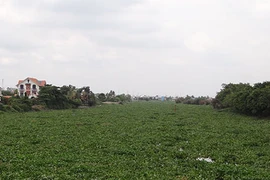 Lục bình dày đặc trên 7.700 m kênh rạch 