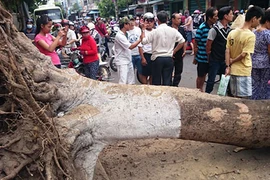 Cây xanh ngã đổ, ba người bị thương