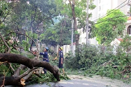 Mưa lớn, cây bật gốc đè chết một phụ nữ