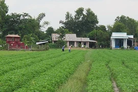 Hầm đất “khủng” giữa khu dân sinh