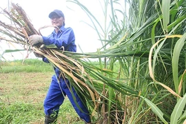 Tốt nghiệp đại học, về quê nuôi bò