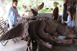 Náo loạn vì “gốc cây trị bá bệnh”