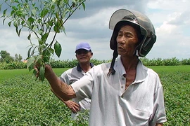 Nông dân khóc ròng vì trồng ớt không trái