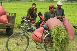 Tăng thu nhập cho nông dân từ phụ phẩm lúa gạo