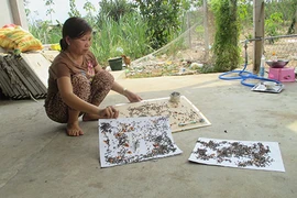 Nhiều người bị tiêu chảy do ‘giặc ruồi’