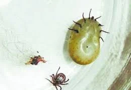 Ve chó xuất hiện nhiều vào thời điểm giao mùa