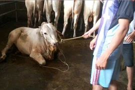 Thương lái di chuyển địa bàn giết mổ bò 