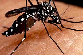 Virus sốt xuất huyết trở nên nguy hiểm! 