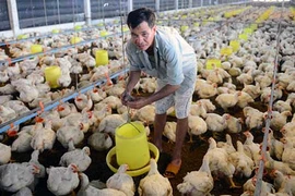 Gà vừa mở mắt đã ‘còng lưng’ gánh phí 