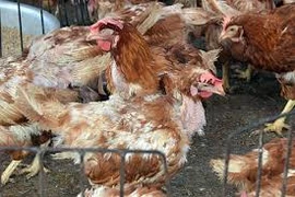Phát hiện ba ổ dịch cúm A (H5N1) trên gia cầm
