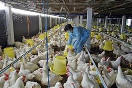 Gà từ 24 quốc gia đang ‘tấn công’ gà Việt Nam
