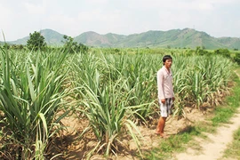 Doanh nghiệp phá hoa màu, chiếm đất dân