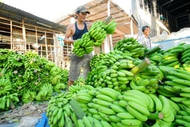 Chuối được giá nhờ Trung Quốc mua nhiều 