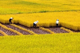 Tôn vinh 100 mô hình ‘Cánh đồng vàng 2015’