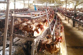 Lạm dụng kháng sinh trong chăn nuôi