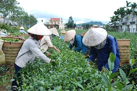 Đài Loan ‘dội gáo nước lạnh’, thị trường trà Việt lao đao