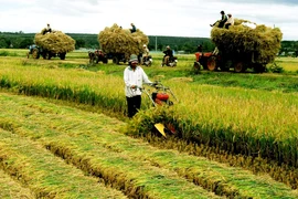 Chỉ 10% hợp tác xã hoạt động hiệu quả