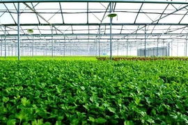 Mô hình trồng rau VietGap khép kín của Vingroup