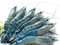 Tôm sú Việt Nam xuất khẩu trở lại Trung Quốc