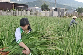 Hoa Đà Lạt: Xuất khẩu hay là...chết?