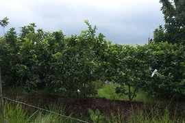 Thi hành án ‘bắt cá hai tay’