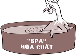 Làm vàng gà bằng thuốc nhuộm vải