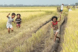 Ăn tết ngoài đồng