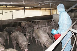 Vì sao gần 30 nước cho sử dụng chất tạo nạc, Việt Nam cấm? 