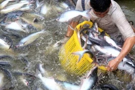 Trung Quốc ồ ạt mua cá tra, coi chừng ‘bẫy giá ảo’