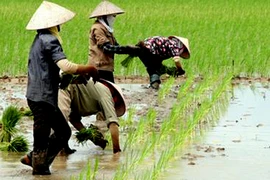 Quốc hội tán thành giảm đất trồng lúa gần 93.000 ha