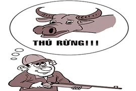Bị bắt vì ‘nhầm’ trâu là thú rừng