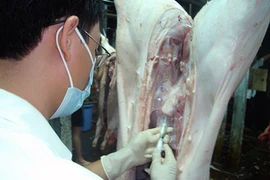 Heo âm tính với chất tạo nạc, vẫn chưa chắc ăn