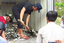Tìm nguyên nhân cá chết tại Huế 