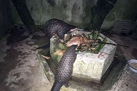 Hai con tê tê vàng trong hành lý nhập cảnh
