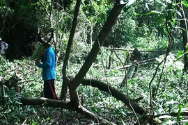 Phá 630 ha rừng tự nhiên để nuôi bò (?!)