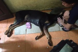 Vụ chú chó Doberman bị đâm chết: Có thể khởi tố hình sự!