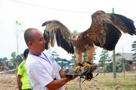 Thú chơi chim... dữ