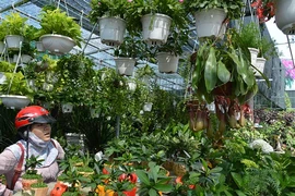 Hoa lạ, kiểng độc rục rịch ra chợ tết