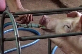 Theo chân heo bơm nước vào TP.HCM