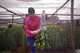Hoa nở sớm, người trồng méo mặt