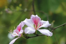 Lời mời tháng giêng
