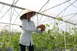 Ai phá Nông trang Xanh? 
