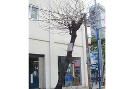 Cây chết khô sắp ngã đổ