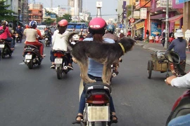 Chở chó trên xe máy có bị phạt?